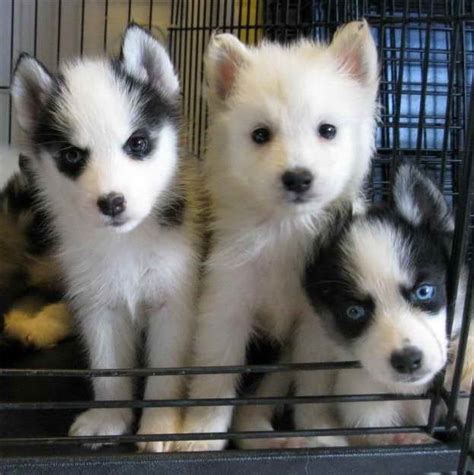 American Eskimo Husky Mix Puppies For Sale Petsidi