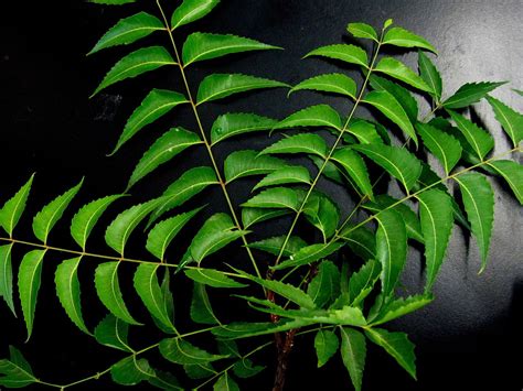 Some of its plentiful benefits are: Neem - Learn About Nature