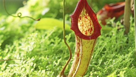 Facts About The Pitcher Plant Sciencing