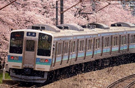 Cantik Ini Foto Foto Kereta Api Berlatar Bunga Sakura Di Jepang