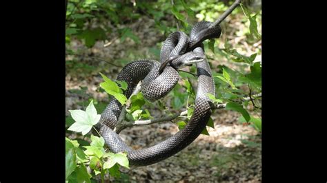 Monster Black Snake 6 Feet Long Hanging In Treecoiled Ready To Strike