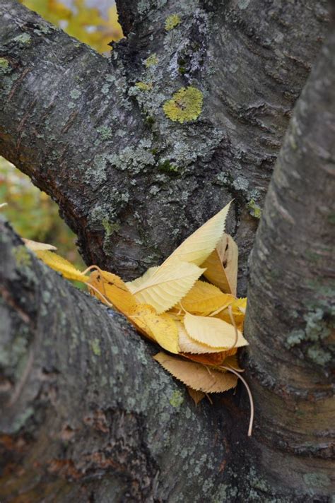 รูปภาพ ต้นไม้ เนื้อไม้ สัตว์ป่า ฤดูใบไม้ร่วง สีเหลือง 3745x2809