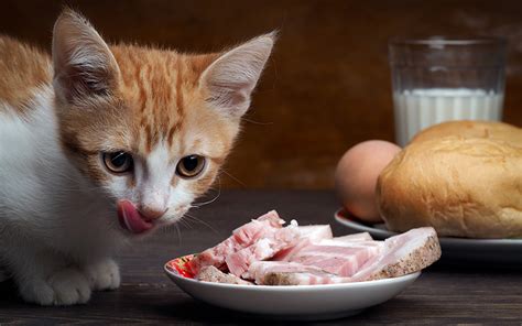 Cornmeal can be combined with other ingredients to create: Can Cats Eat Ham As Snacks, Or Have Ham As Part Of Their Diet?