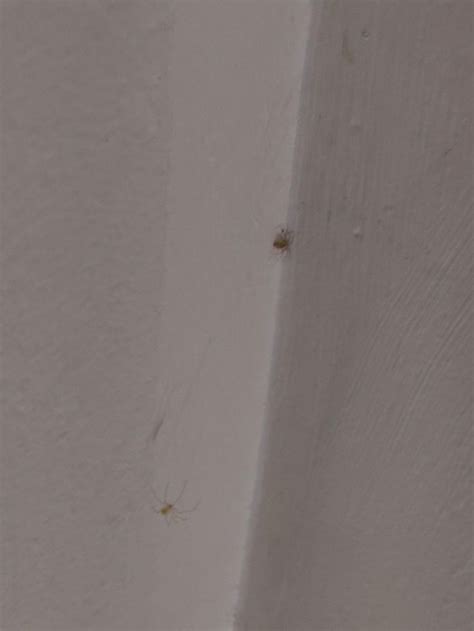 2 Tiny Spiders Making A House In The Corner Of My Room