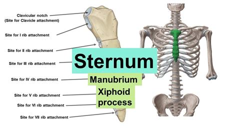 Sternum Manubrium Xiphoid Process Clavicular Notch Chest Bone