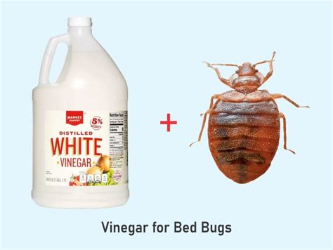 Does Vinegar Kill Bed Bugs Heres How To Use It