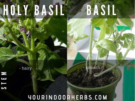 Holy Basil Vs Basil Apperances Recipes Taste And Life Span Your