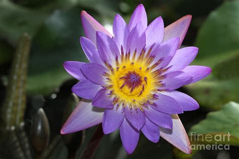 Royal Purple Water Lily 9 Photograph By Judy Whitton