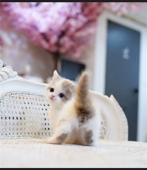 Munchkin Kittens For Sale
