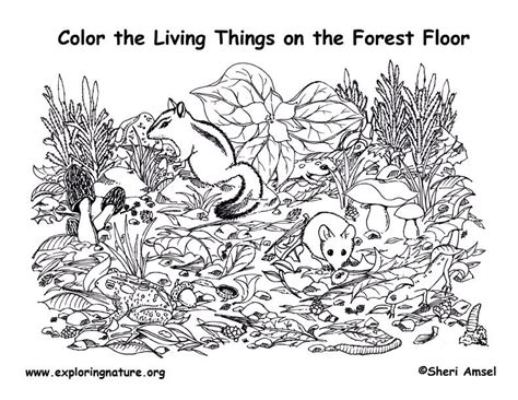 Forest Habitat Coloring Pages Coloring Page Coloring Home
