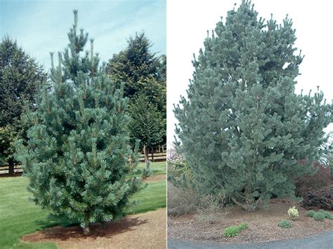 Pinus flexilis vanderwolf's pyramid preferuje gleby wilgotne, ale dobrze zdrenowane. Pinus flexilis 'Vanderwolf's Pyramid' | Landscape Plants ...