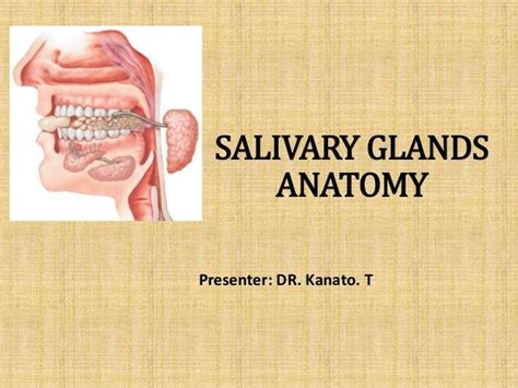 Salivary Gland Ppt Kanato Assumi