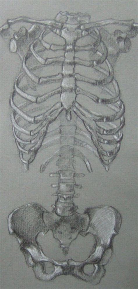 Start studying tx/rib cage anatomy. Ribs I by AlisonS11605 in 2019 | Art, Rib cage drawing ...