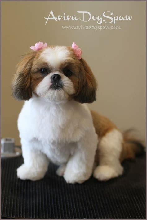 Begin this cut with a ½ inch clipper and cut the body of your pet with a downward motion. shih tzu puppy after grooming, teddy bear trim, puppy cut ...