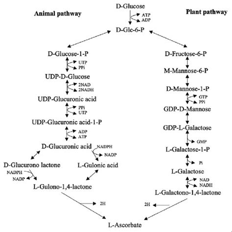 The Pathway Of Ascorbic Acid 26 Download Scientific Diagram