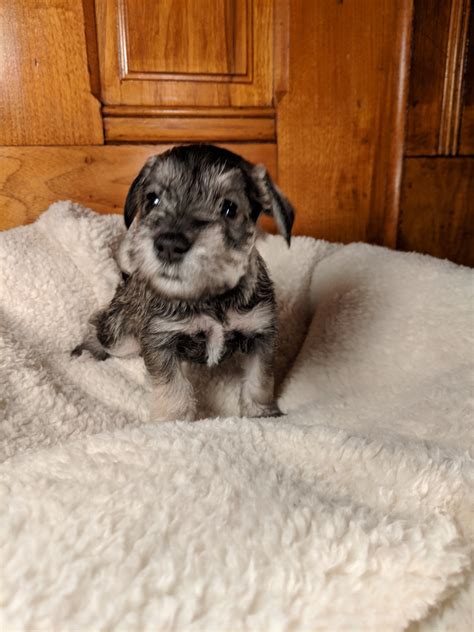 We welcome you to our site, which includes miniature schnauzer breed information as well as information to learn more about us. Miniature Schnauzer Puppies For Sale | New Carlisle, OH ...