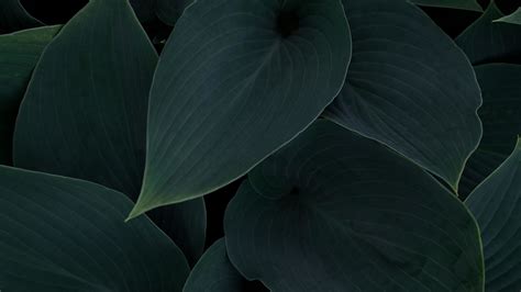 Download 1920x1080 Wallpaper Plant Green Dark Leaves Close Up Full