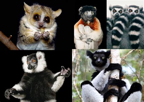 All About Lemurs Babby Farms