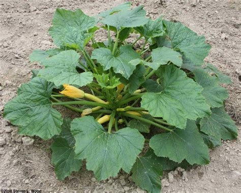 Download Top 5 Easy Growing Veggies for Your Landscape | HydroPro Sales Inc
