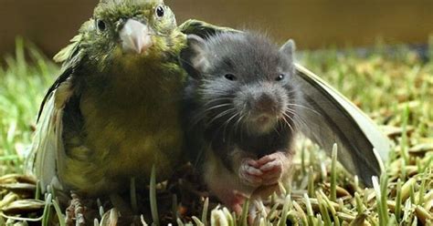 50 Unlikely Animal Friendships ~ Damn Cool Pictures
