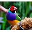 World Beautiful Birds  Gouldian Finches Information & Lates