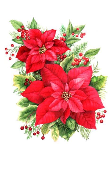 Poinsettias Clip Art Big 700x1087 Christmas Png Christmas Flowers