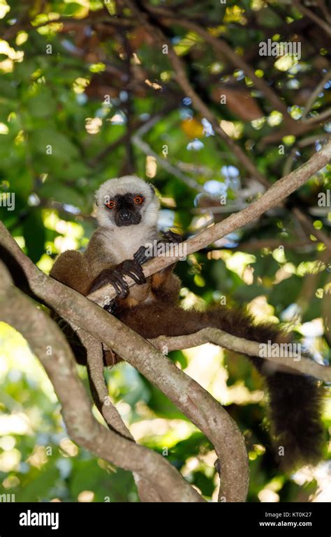 White Headed Lemur Madagascar Wildlife Stock Photo Alamy