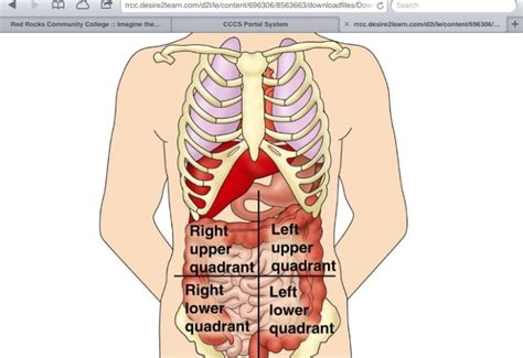 Choose from 500 different sets of flashcards about anatomy regions quadrants on quizlet. Abdominal Cavity Chart - Human Anatomy Body