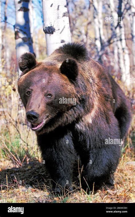 Big Grizzly Bear Walking In Aspen Forest Closeup Stock Photo Alamy