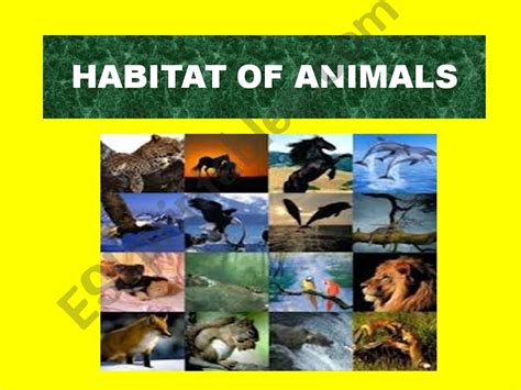 Esl English Powerpoints Wild Animals Habitat Of Animals