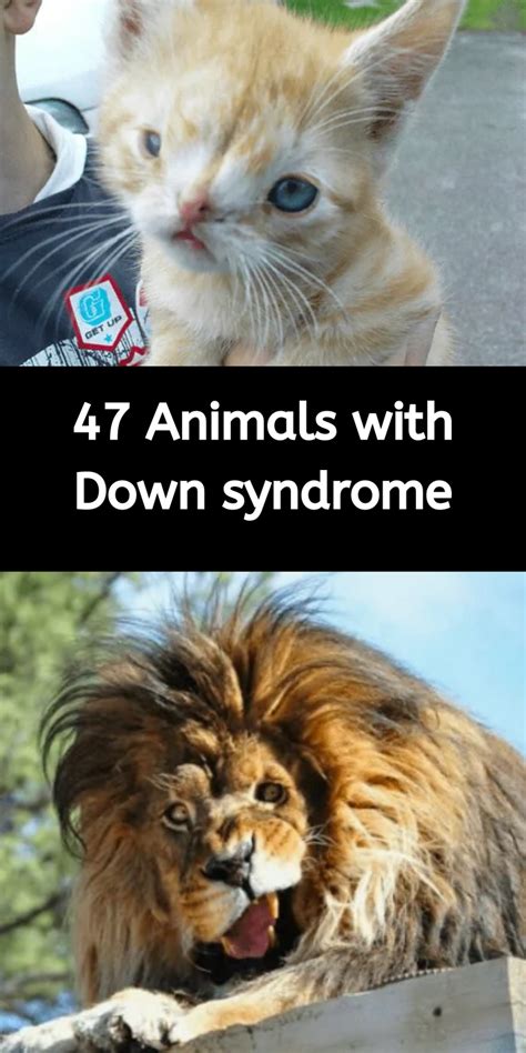 Down syndrome was discovered in humans after research and notable physical characteristics, but it has also been found that many animals may have as the syndrome is caused by an extra copy of a specific chromosome (chromosome 21 in humans) only animals closely related to humans have a. 40+ beautiful animals that have Down syndrome but don't let it get them down in 2020 | Animals ...