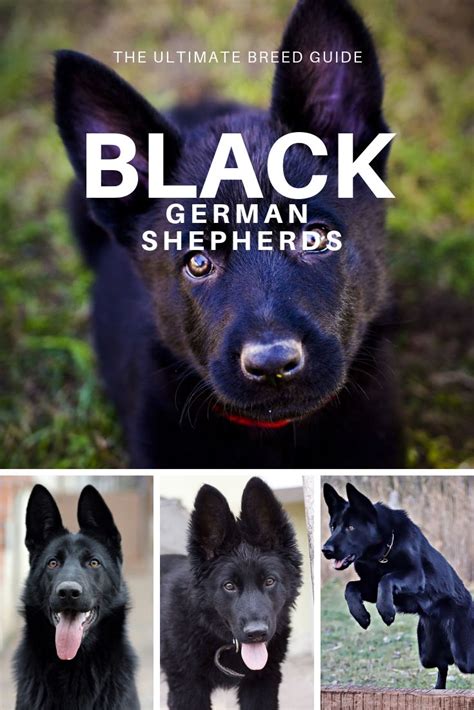 Black German Shepherd The Ultimate Breed Guide