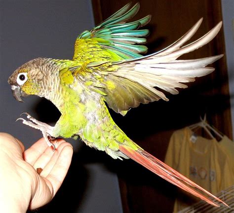 Green Cheek Conure Conure Parrots Conure Cute Birds