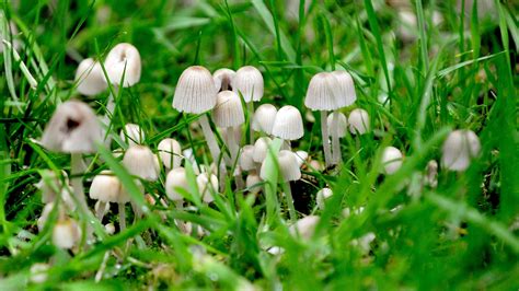 Psychedelic Mushrooms Are Closer to Medicinal Use (It's Not Just Your ...