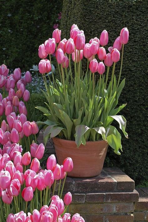 Most of the time, the weather will take care of this plant for you. Stunning Spring Pink Tulips Garden https://gardenmagz.com/spring-pink-tulips-garden/ | Tulips ...