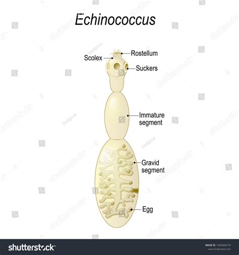 Echinococcus Granulosus Causes Cystic Echinococcosis Hydatid Stock
