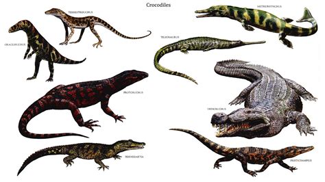 Different Types Of Lizards And Alligators Are Depicted In This