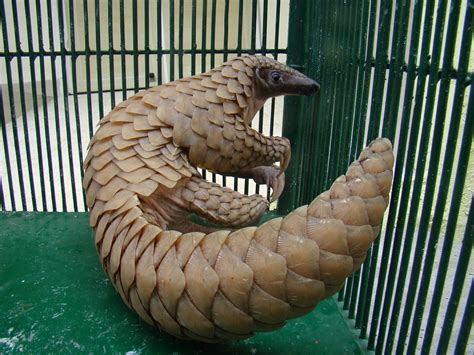 The chinese pangolin (manis pentadactyla) is a pangolin native to the northern indian subcontinent, northern parts of southeast asia and southern china. Stronger efforts needed to preserve the pangolin in South ...