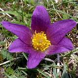 Images of Pasque Flower Tundra