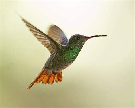 Vid Of The Day A Hummingbird Flying In Slow Motion