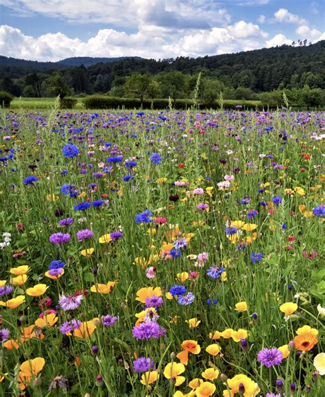 Meadows Wildflowersおしゃれまとめの人気アイデアPinterest Christa 花 木イラスト