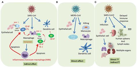 Frontiers Highlight Of Immune Pathogenic Response And