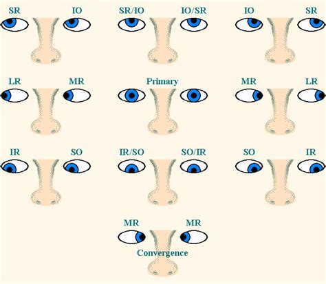 Yoked Extraocular Muscle Movements in Cardinal Positions of Gaze