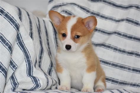 The cheapest offer starts at £200. Pembroke Welsh Corgi Puppies for Sale in Indiana - Five ...