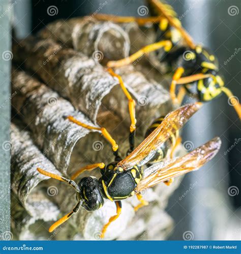 Macro Closeup Of A Wasps` Nest With The Wasps Sitting And Protecting