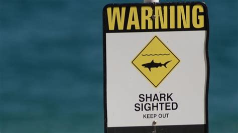 St Kilda Beach Reopened After Alleged Shark Sighting Herald Sun