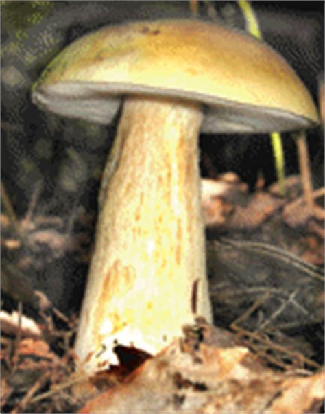Books on Mushrooms and Related Topics - Mushroom-Collecting.com
