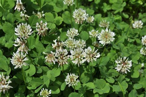 White Clover Blooms Stock Photo Image Of Agronomy Fodder 166401790