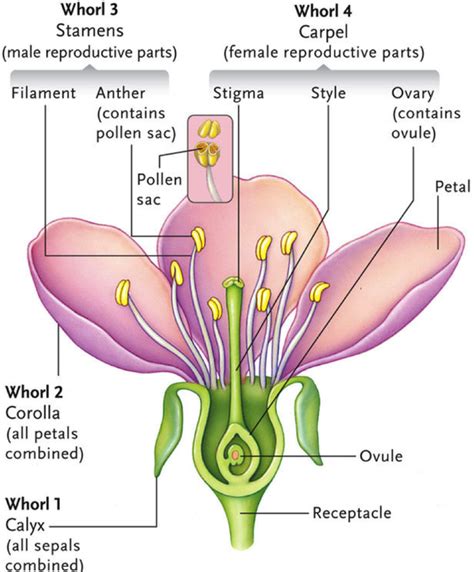 The flower consists of many different parts. Sexual Reproduction in Flowering Plants | CBSE SCIENCE