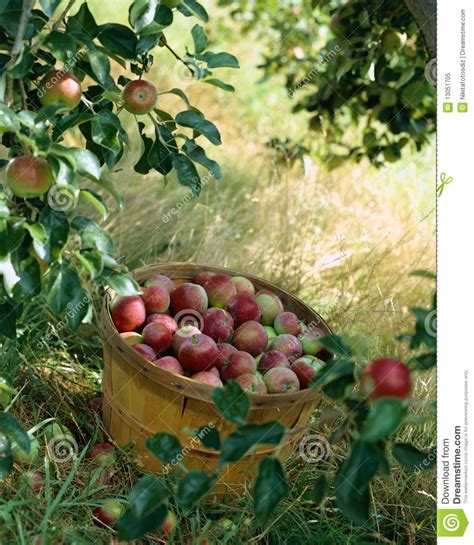 A Basket Of Apples Stock Image Image Of Fruit Grass 13051705